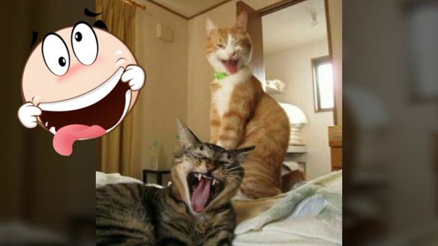 Смешные картинки??? смотреть онлайн