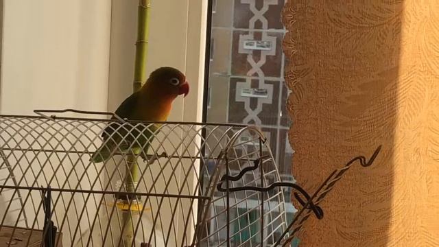 Попугаи неразлучники