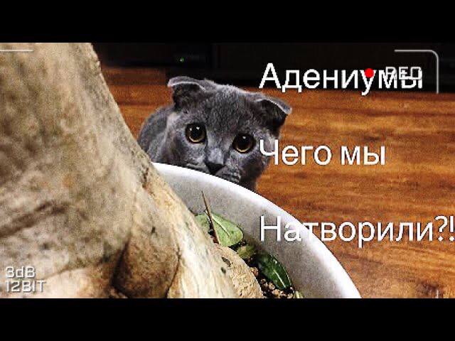 Адениум. Пытаемся побороть паутинного клеща) смотреть онлайн