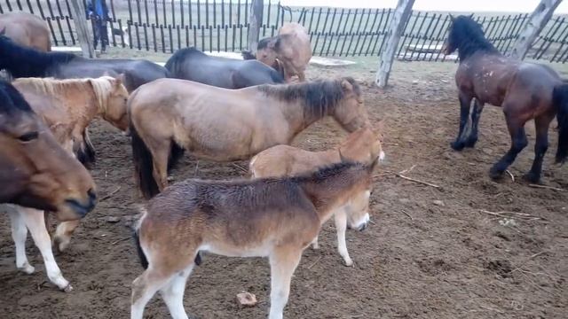 Коргалжын Шалкар айгыр косу смотреть онлайн