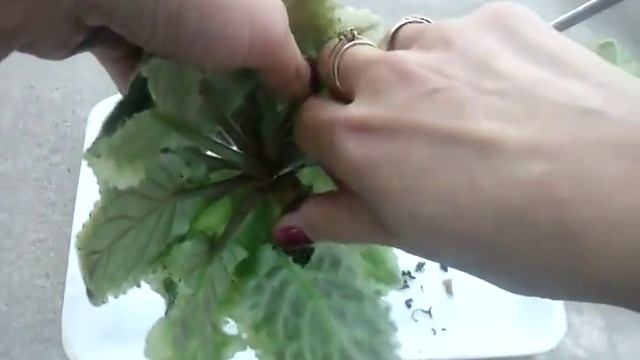 Комнатные_цветы_фиалки_омоложение смотреть онлайн