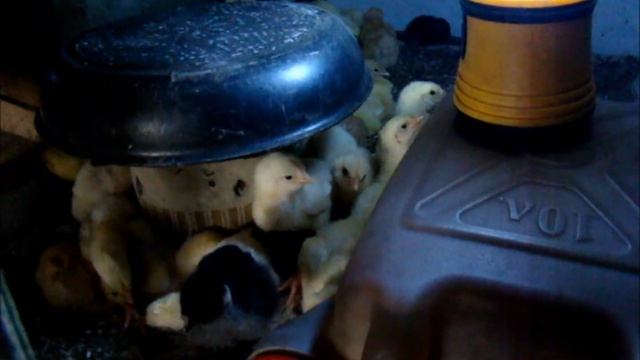 Коллапс. С чем его едят?/Сельское подворье на Урале/ смотреть онлайн