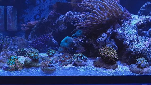 VLOG Reeftank 400.  Месяц без водорослевика. Губан меланурус. Жёлтая зебрасома.