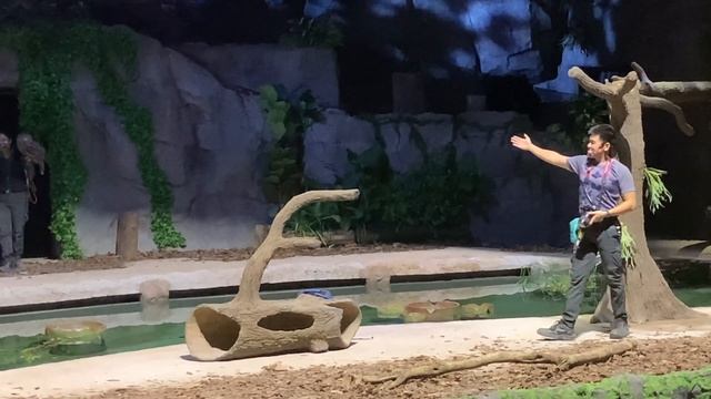 Singapore Night Safari || Creatures of the Night Show 2023 смотреть онлайн