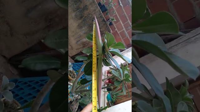 vagem rosa do deserto смотреть онлайн