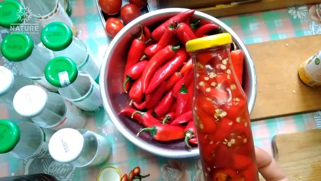 К №3 Готуємо смачнющий гострий перчик на зиму. смотреть онлайн