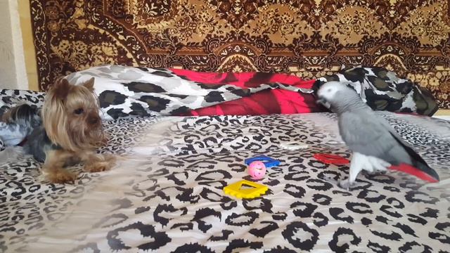 Жако и йорк играют. смотреть онлайн