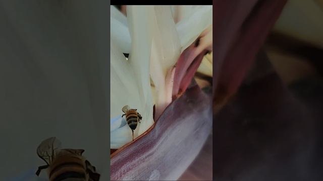 Стриліція королівська, Strelitzia Alba, Strelitzia