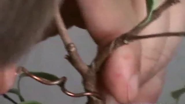 Формирование бонсай из фикуса Кинки. Часть 1. смотреть онлайн