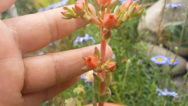 Echeveria Victor en floración/inflorescencia/flores/flowers/inflorescence смотреть онлайн