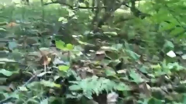 Грибы подосиновики Подмосковья 2012 смотреть онлайн