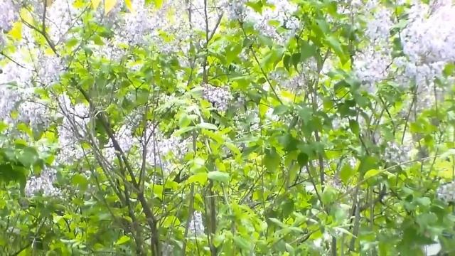 Ах, этот пьянящий и волнующий запах цветущей  сирени....