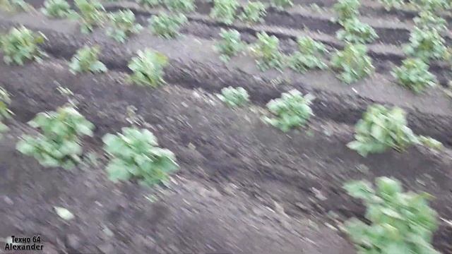 Самодельные Ежи для прополки картофеля! Испытания 2021 смотреть онлайн