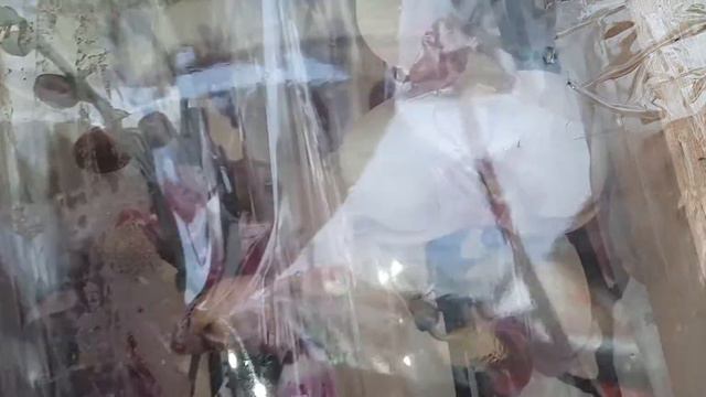 Свежий привоз красивых сортов орхидей у Татьяны. Центр.рынок Майкоп. смотреть онлайн