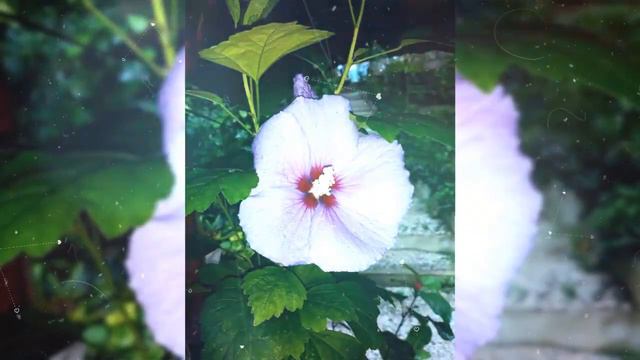 rose of Sharon #hibiscus #gumamela #gardenplants смотреть онлайн