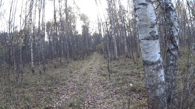 Прокатился до Давыдовского, заглянул в лес смотреть онлайн