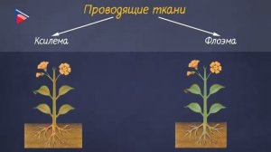 5 класс - Биология - Ткани растений