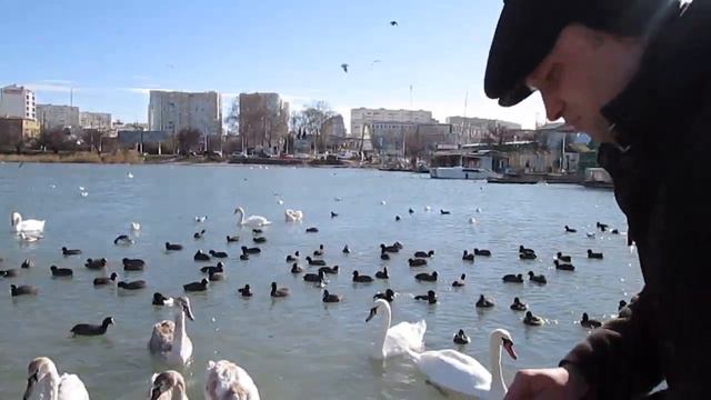 Лебеди, на Черном море. смотреть онлайн