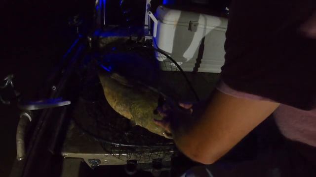 Flathead Fishing In The City (New PB) смотреть онлайн