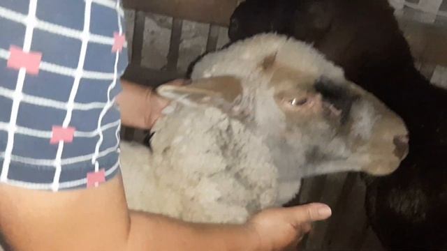 Обработка и лечение овец смотреть онлайн