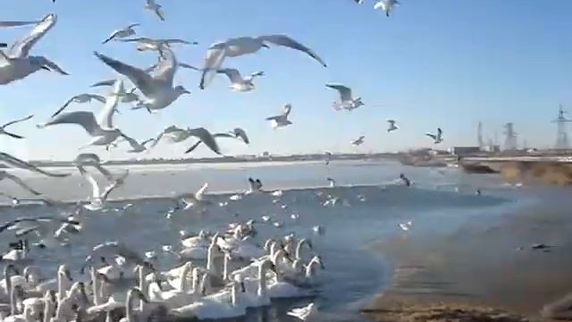 Аномальные холода в Евпатории море замерзло смотреть онлайн