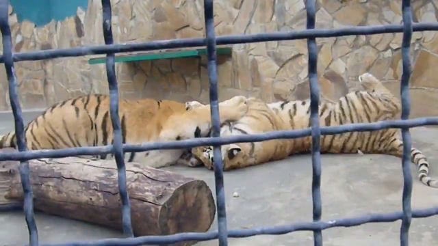 Тайган: игры тигрят! смотреть онлайн