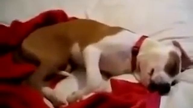 [Смишутки] Собака разговаривает во сне)) смотреть онлайн