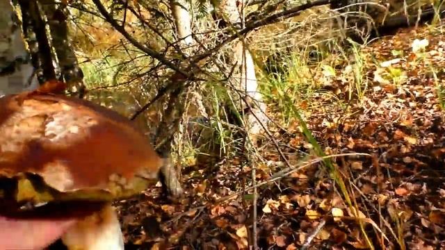 Эп.040. Неожиданный  урожай белых грибов в осеннем лесу. Грибной поход 05.10.21 севернее Ярославля.
