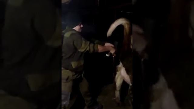 Отел,как корова телится! смотреть онлайн