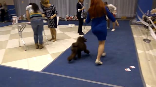 Моно Казань 27.11.17 сравнение на лучшего малого пуделя смотреть онлайн