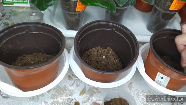 ГЛОКСИНИИ.ЧЕМ УЛУЧШИТЬ КОРНЕВУЮ,ПЕРЕВАЛКА В ГОРШКИ. смотреть онлайн