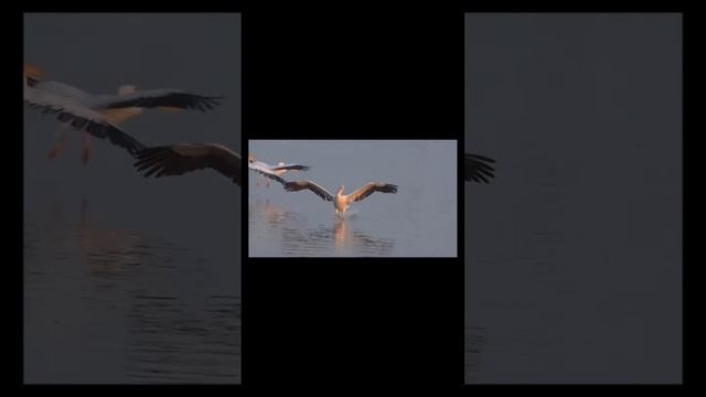 Самые древние животные на планете Часть 2 #вмиреживотных #животные #интересно #природа #планета смотреть онлайн