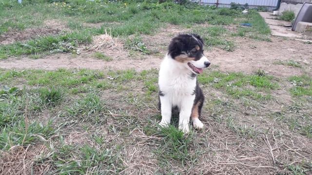 Австралийская овчарка (аусси) 2.5месяца смотреть онлайн