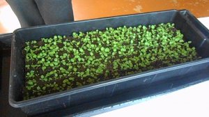 Проращивание семян табака.