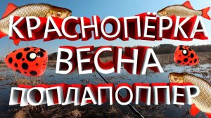 ПОПЛАПОППЕР РАДУЕТ В ЗАПРЕТ!!! ПОСМОТРИ КАК!