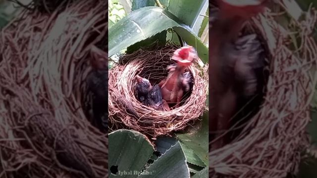 MELIHAT DARI DEKAT BAYI BURUNG MAKAN | HARI KE 3 DAN 9 смотреть онлайн