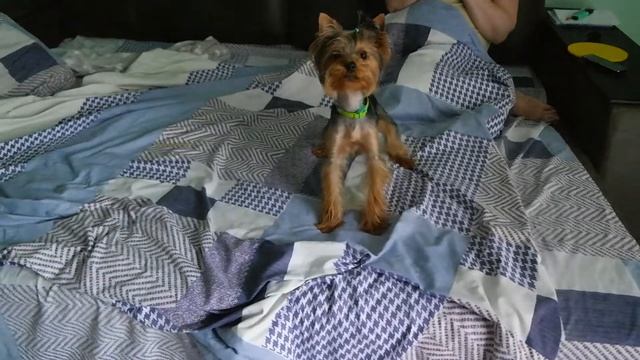 Как научить собаку команде «Чужой» - спросите у йорика Гуччи. смотреть онлайн