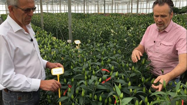 (RL) Roselily Jasmina @Van den Bos Test Greenhouse смотреть онлайн