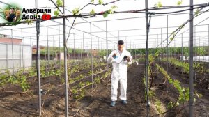 Первая обработка винограда