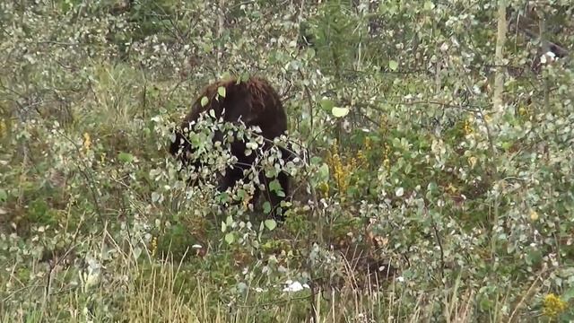 What Does It Mean To Dream About a Black Bear? смотреть онлайн