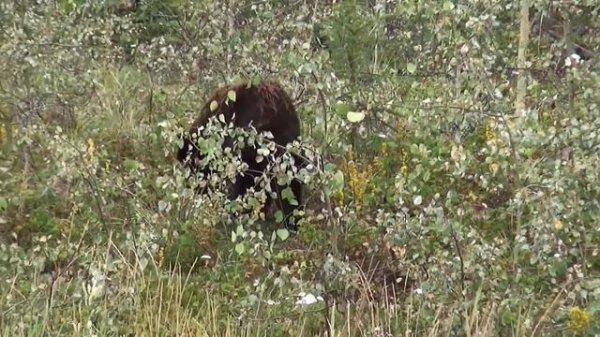 What Does It Mean To Dream About a Black Bear?