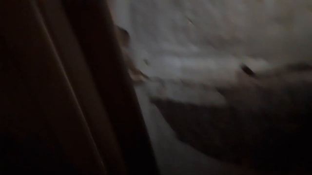 паймали покимонов а то что было дальше смотреть видео смотреть онлайн