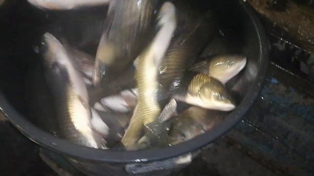 Зарыбление Белым Амуром 05.05.2023г. смотреть онлайн