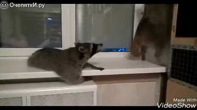 Подборка смешных видео про животных смотреть онлайн