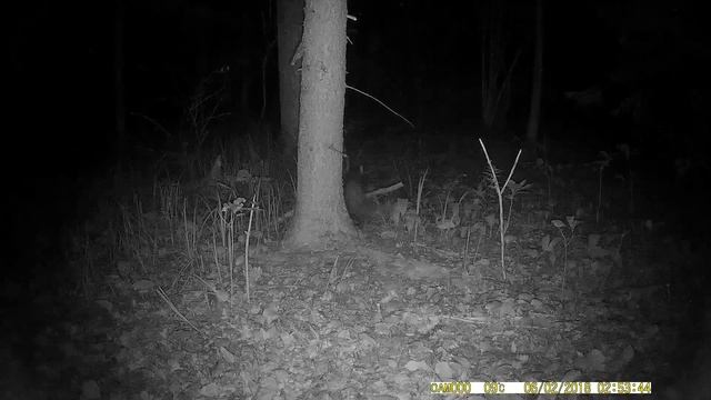 Новости с фотоловушки смотреть онлайн