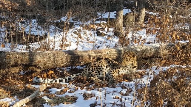 ДАЛЬНЕВОСТОЧНЫЙ ЛЕОПАРД ВЕЛИКОРОСС В ПРИМОРСКОМ САФАРИ-ПАРКЕ смотреть онлайн