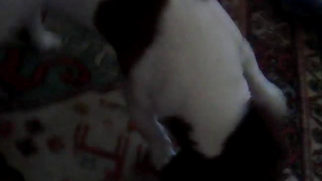 моя собака вытаскивает мяч из тапка) РЖАЧ смотреть онлайн