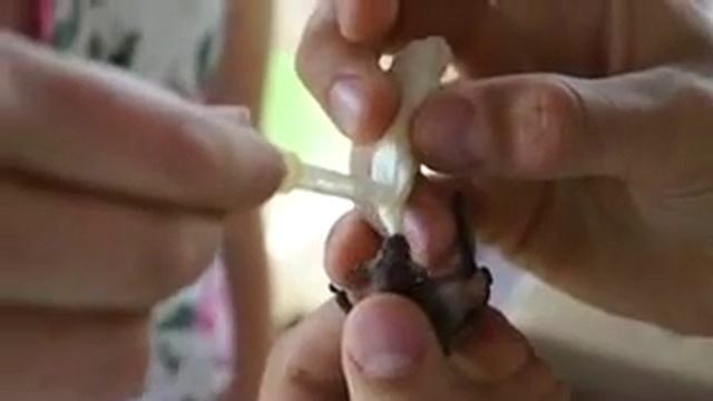 Feeding bat. Кормление летучей мыши . смотреть онлайн