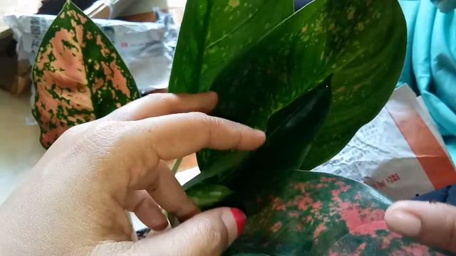 UNBOXING AGLAONEMA RED DIAMOND DAN SUKSOM KULTUR🤗 смотреть онлайн