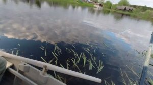 Ловля Густеры на реке на поплавок летом